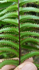 Nephrolepis abrupta