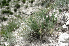 Oxytropis dasypoda