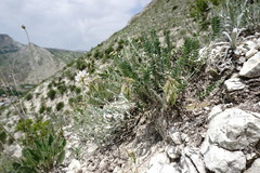 Oxytropis dasypoda