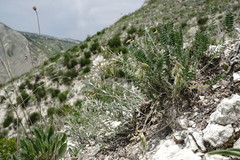 Oxytropis dasypoda