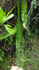 Nephrolepis abrupta