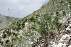 Oxytropis dasypoda