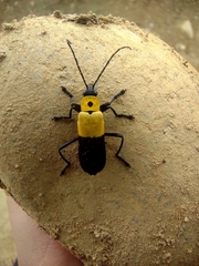 Chauliognathus heros