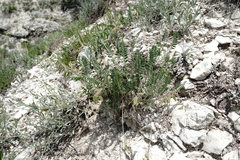 Oxytropis dasypoda