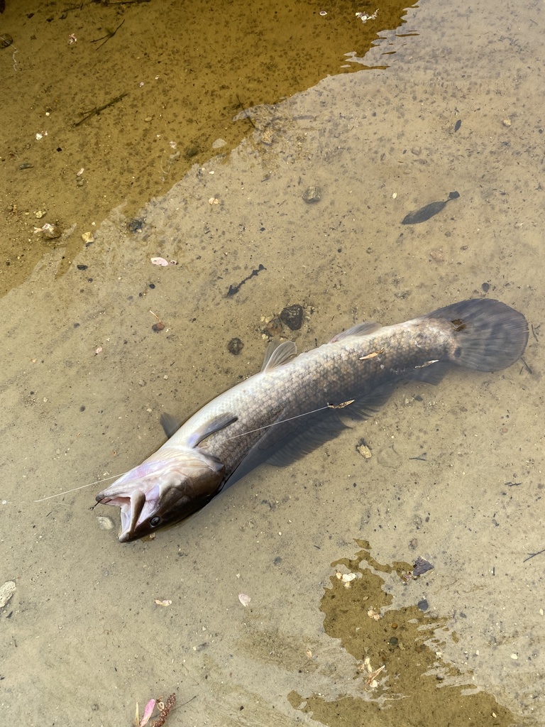 Ruddy Bowfin from Gordon Lewis Dr SE, Winnabow, NC, US on March 23 ...