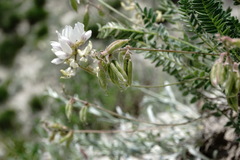 Oxytropis dasypoda
