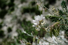 Oxytropis dasypoda