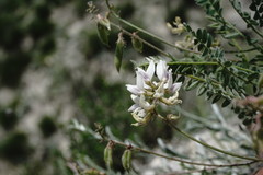 Oxytropis dasypoda