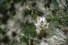 Oxytropis dasypoda