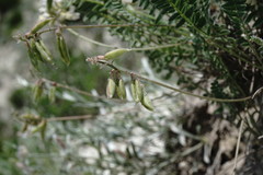 Oxytropis dasypoda