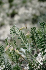 Oxytropis dasypoda