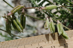 Oxytropis dasypoda
