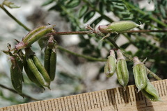 Oxytropis dasypoda