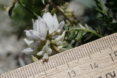 Oxytropis dasypoda