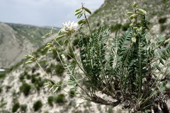 Oxytropis dasypoda