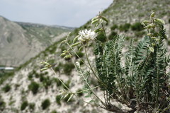 Oxytropis dasypoda