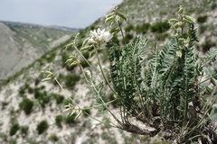 Oxytropis dasypoda