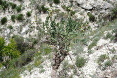 Oxytropis dasypoda