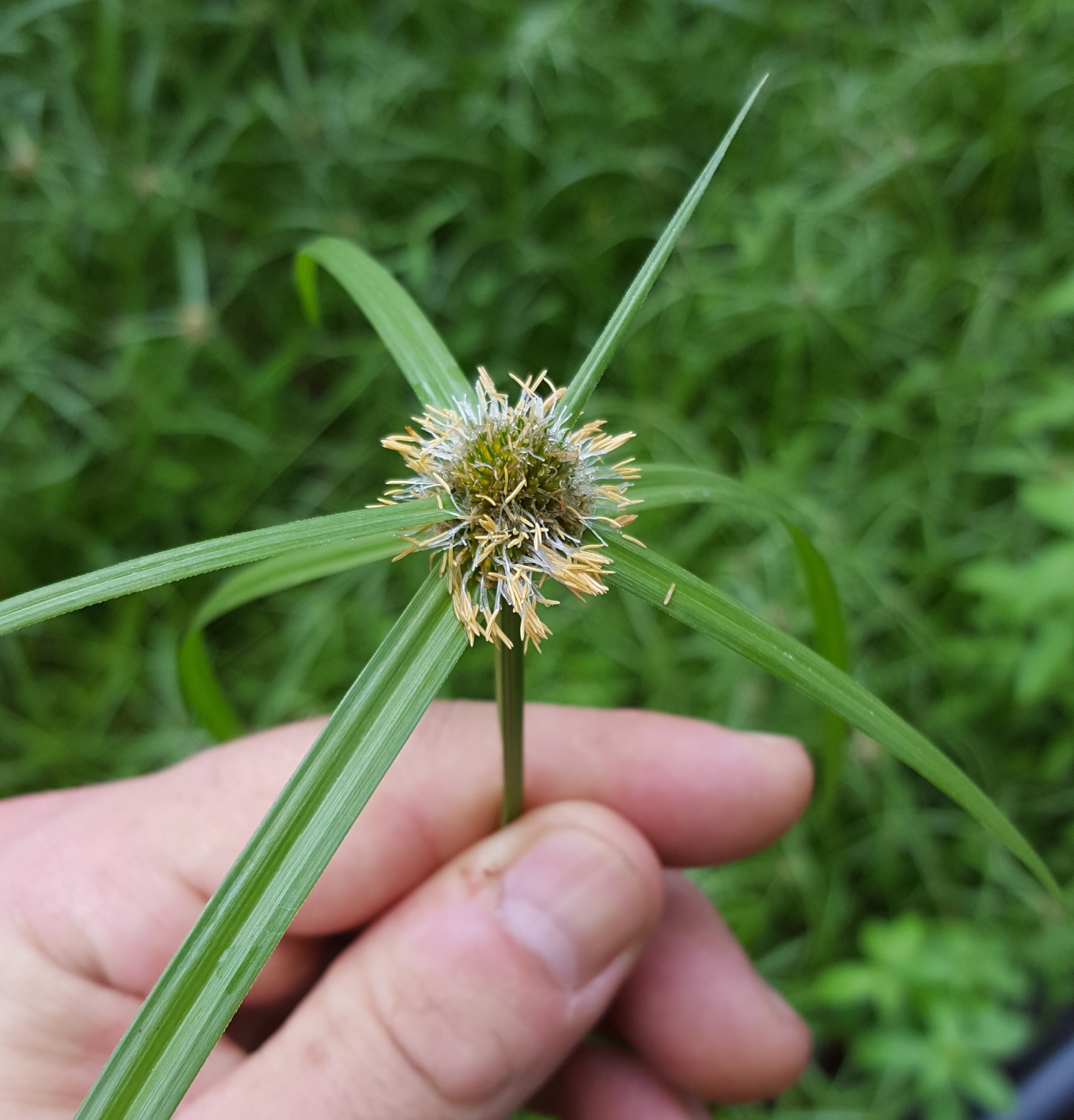 (c) François Rousseu, certains droits réservés (CC BY-NC) https://www.inaturalist.org/observations/109312890