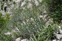 Convolvulus calvertii ruprechtii
