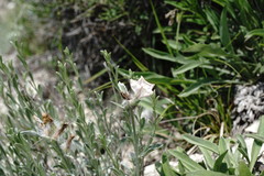 Convolvulus calvertii ruprechtii