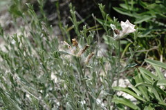 Convolvulus calvertii ruprechtii