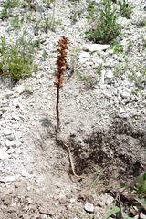 Orobanche kurdica