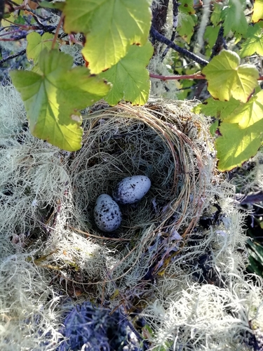 Gray Silky-flycatcher