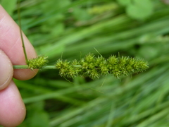 Carex vulpinoidea