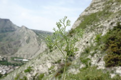 Bilacunaria microcarpos