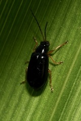 Luperus xanthopoda