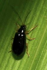 Luperus xanthopoda