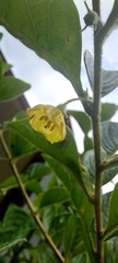 Capsiceae