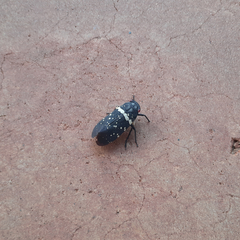 Acraephia perspicillata