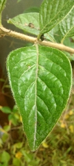 Capsiceae