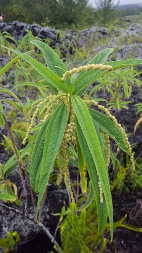 Boehmeria penduliflora image