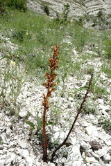 Orobanche kurdica