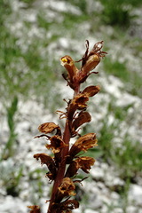 Orobanche kurdica