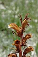 Orobanche kurdica
