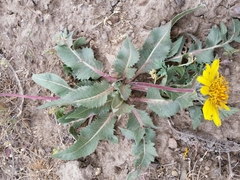 Balsamorhiza serrata