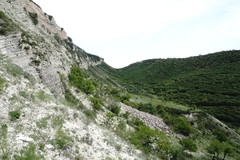 Orobanche kurdica