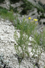 Galium brachyphyllum