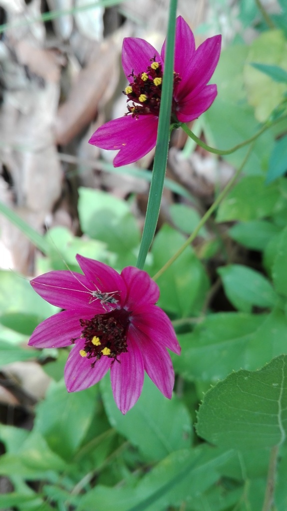 Cosmos schaffneri