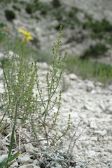 Galium brachyphyllum