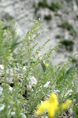 Galium brachyphyllum
