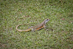 Leiolepis belliana