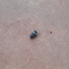 Acraephia perspicillata