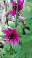 Cosmos schaffneri