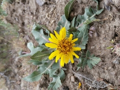 Balsamorhiza serrata