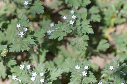 Image of Glandularia quadrangulata by no rights reserved